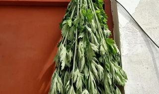 端午节挂几根艾草最好