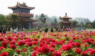 洛阳牡丹花会时间2021