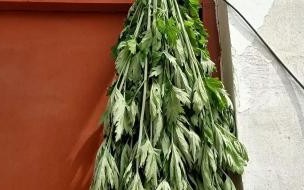端午节艾蒿挂多长时间 端午节挂几根艾草最好